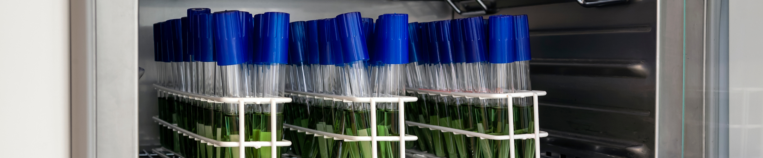 Reagensglas med grøn væske og blå hætter til bakteriesporing via en biologisk indikator